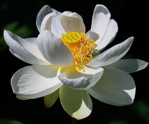Bloeiende Lotusbloem